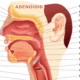 adenoidid