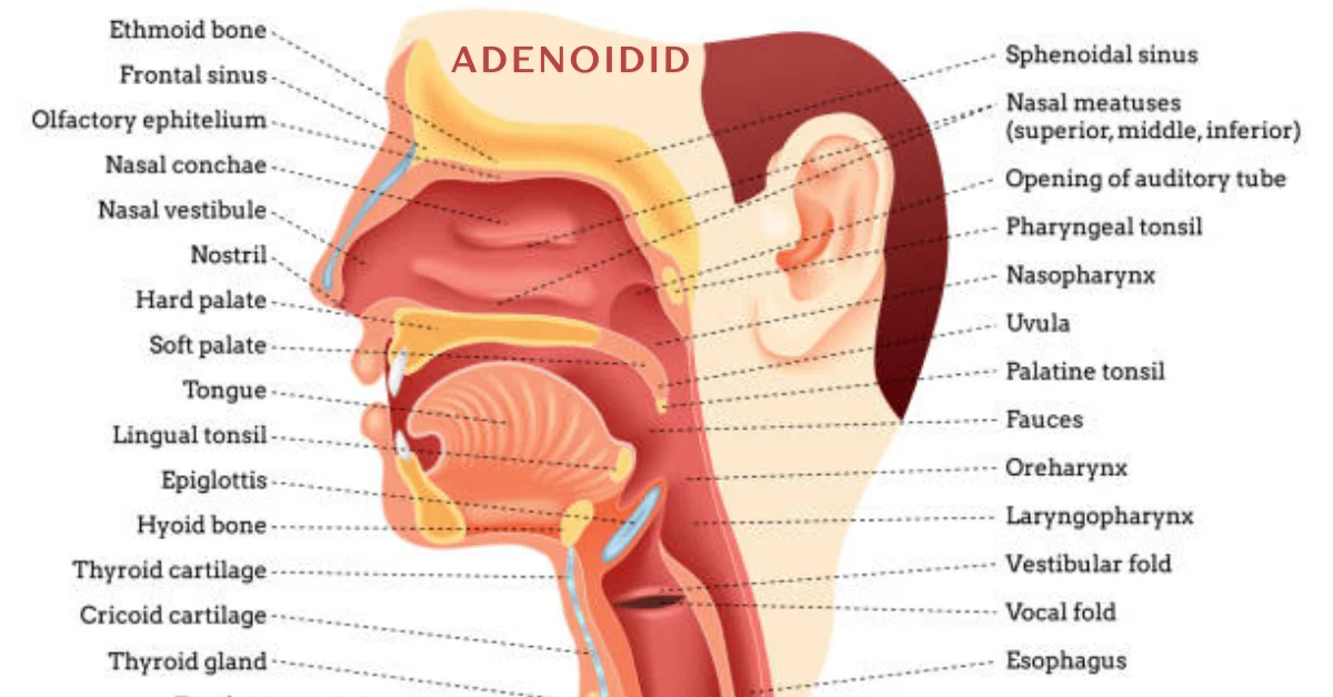 adenoidid